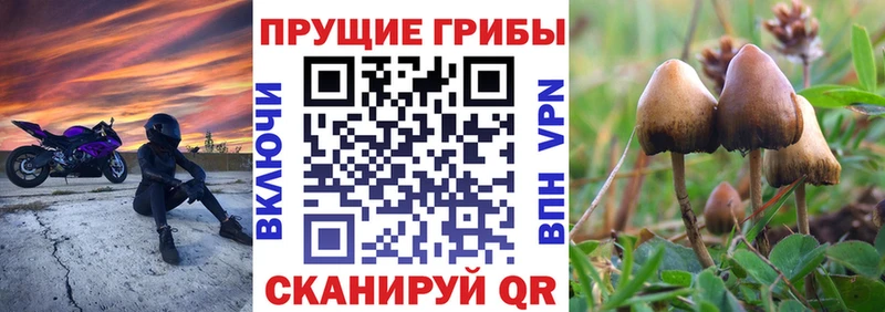 Купить закладки  Сатка  Галлюциногенные грибы мицелий 